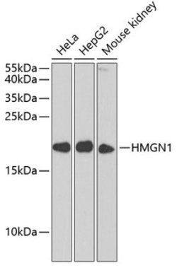 hnRNP-R Rabbit anti-Human, Mouse, Rat, Polyclonal, Novus Biologicals:Antibodies:Primary